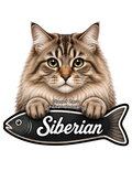 Siberian, Cat