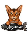 Abyssinian, Cat