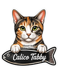 Calico Tabby, Cat