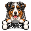 Australian Shepherd