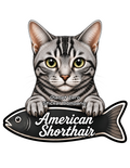 American Shorthair, Cat