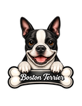 Boston Terrier