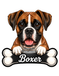 Boxer
