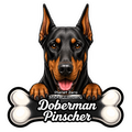 Doberman Pinscher