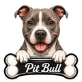 Pit Bull